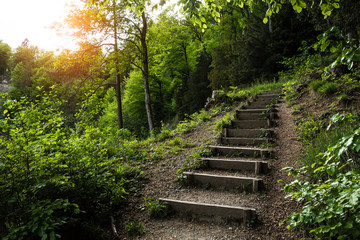 Obraz premium Stairs going up hillside in green forest toward sunset