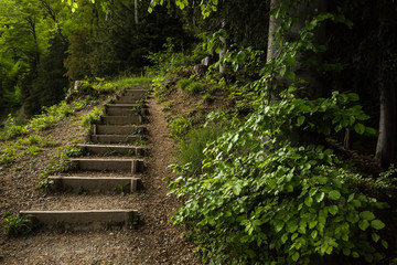 Obraz premium Stairs going up hillside in green forest toward sunset