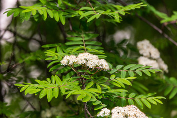 Mountain-ash or rowan tree (Sorbus aucuparia) in blossom. Trees in blossom series.