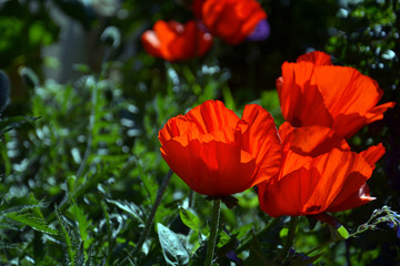 Fototapeta premium Klatschmohn