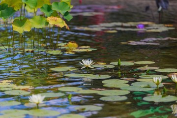 Fototapeta na wymiar Spring water lily travel,