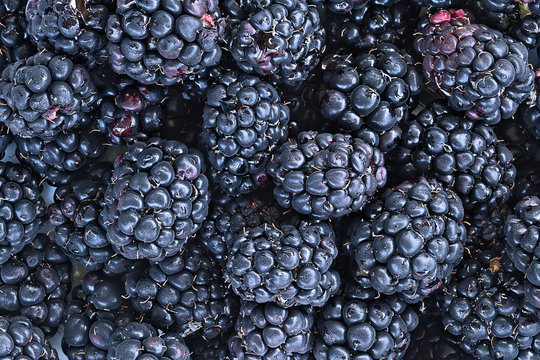 Full frame background of juicy raw blackberry fruit.
