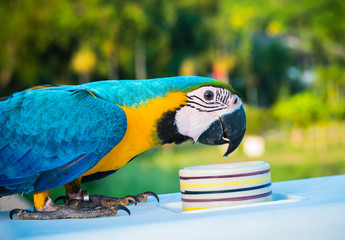 Parrot, lovely bird, animal and pet
