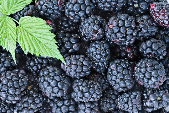 Full frame background of juicy raw blackberry fruit with leaves.