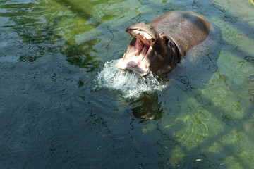 hippo with mouth wide open (hippopotamus amphibius) captured in topview perspective