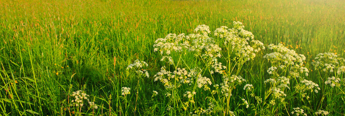 Wildflowers and green grass.