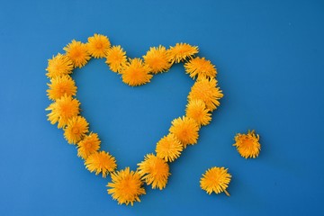Obraz premium Beautiful bouquet of yellow dandelions on the blue table