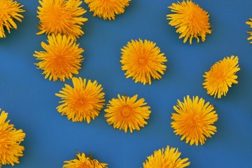 Beautiful bouquet of yellow dandelions on the blue table.
