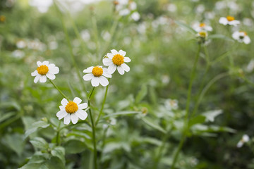 White Flowers