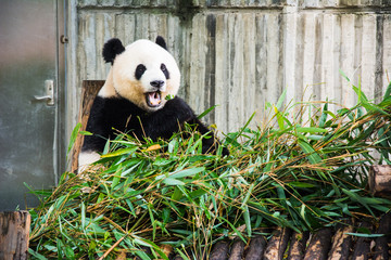 Naklejka na ściany i meble Happy Giant Panda Bear Eating Bamboo in Chengdu Research Base of Giant Panda Breeding, China