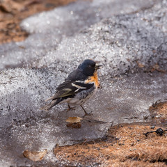 Male finch   (Fringilla montifringilla)