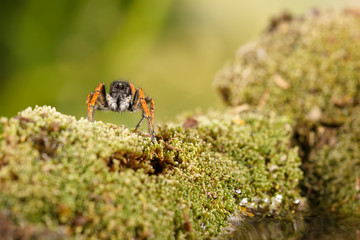 Closeup Jumping spider, known as Philaeus chrysops, on moss green near water. Selective focus