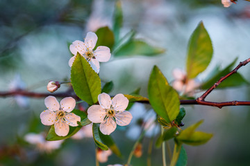 Apricot tree flowers with soft focus. Spring white flowers on a tree branch. Cherry tree in bloom. Spring, seasons, white flowers of apricot, cherry tree close-up.