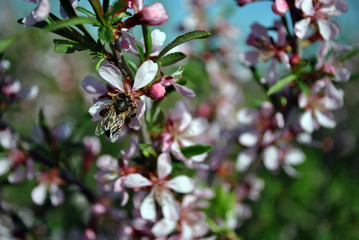Obraz premium Branches of flowering wild cherry (sakura) and a bee pollinates a flower with nectar collected near its legs, sunny spring day