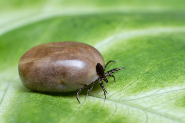 Filled with blood the tick sits on a green leaf