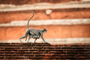Mother with baby,  Gray langur, Semnopithecus entellus, monkey from Sacred City,  carrying a baby on her stomach, walking on wall against red Jetavanaramaya stupa. Scene from Anuradhapura, Sri Lanka.