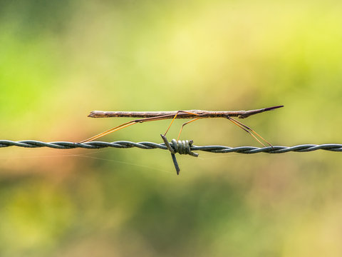 Indian Stick insect in Barbed wire