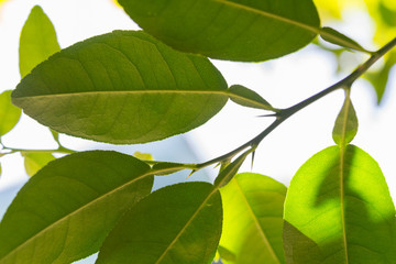 Kaffir lime leaves