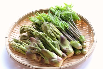 タラの芽とコシアブラの盛り合わせ