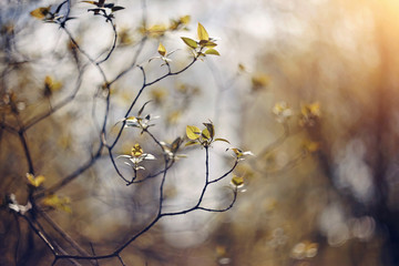 Spring branches