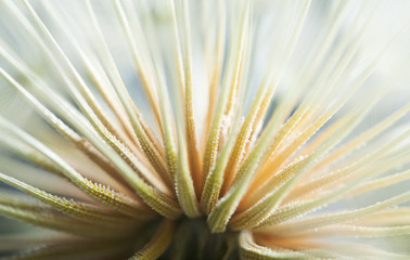 Obraz premium dandelion macro shot of seed abstract look
