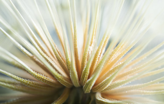 Fototapeta dandelion macro shot of seed abstract look