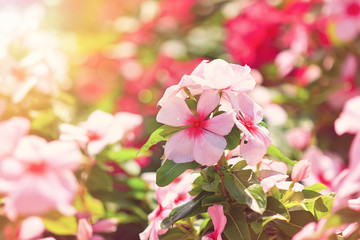 Flowers in a sunny garden (rosy periwinkle)