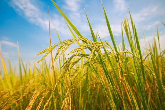 rice plant in rice field with blue sky