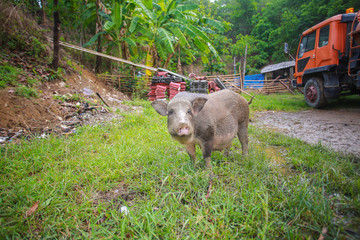 Portrait of a funny black pig with morning light