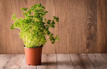 Tied fresh parsley on wooden background