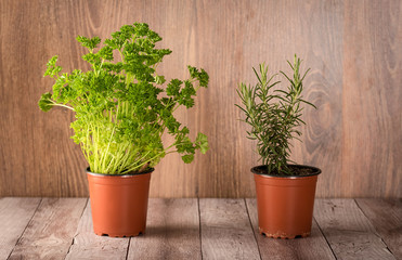 Tied fresh parsley on wooden background