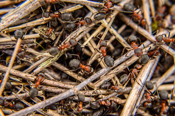 Family of ants in an anthill close-up