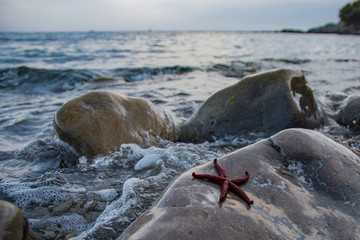 Stella marina tra le onde