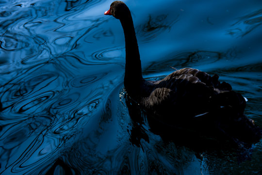 Cigno nero in acque blu