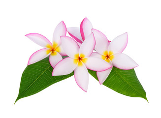 plumeria flower with green leaf  isolated on White background