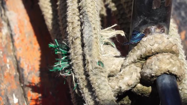 Blue Butterfly FullHD 60fps