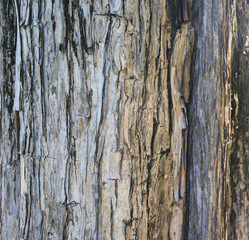 wood texture