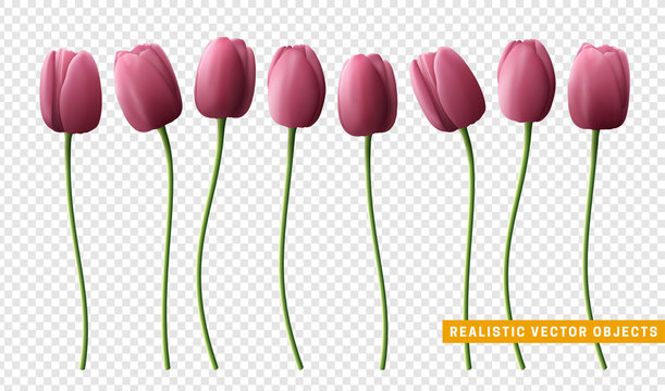 Flower tulip realistic isolated on transparent background.
