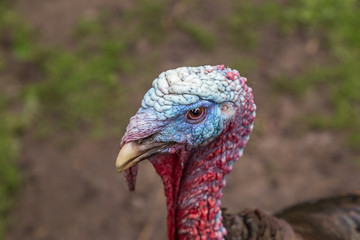 turkey angry head