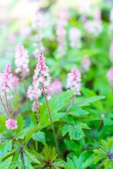 Beautiful pink wild flowers in field with sunlight