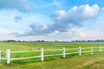 Beautiful green field with blue sky for background.