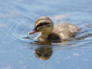 かわいいカルガモの赤ちゃん