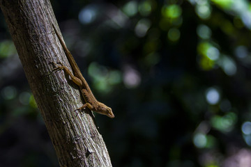 Lizard from Puerto Rico