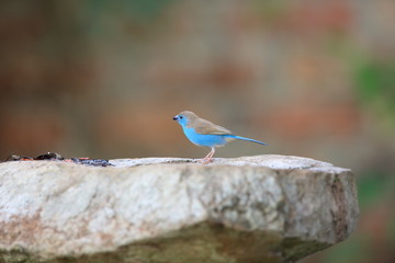 Blue waxbill (Uraeginthus angolensis) in Zambia