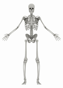 Human's (male) skeleton on white background. Image isolated on a white background. 3D illustration
