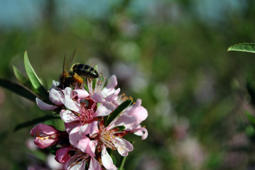 Branches of flowering wild cherry (sakura) and a bee pollinates a flower with nectar collected near its legs, sunny spring day