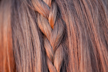 Fototapeta premium Hairstyle concept. Back view Girl with beautiful coiffure. Texture of hair.