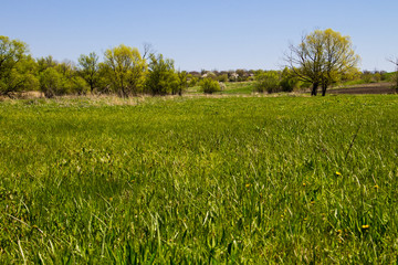 Spring landscape with green meadow and trees