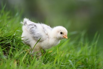 Hühner Küken