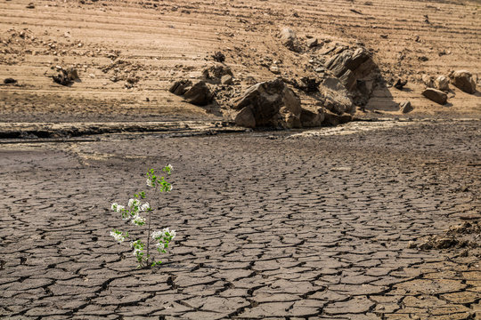 Ray of hope - blooming tree in cracked soil. Agriculture and climate change concept.